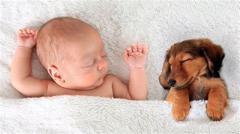 Are Dogs Dangerous To Newborn Babies