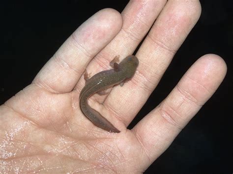 Unidentified Baby Amphibian | Caudata.org: Newts and Salamanders Portal