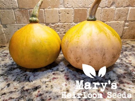 Seminole Pumpkin – Mary's Heirloom Seeds