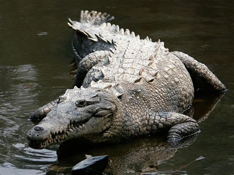 Puerto Vallarta urged to have crocodile management plan