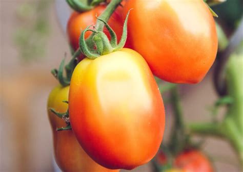 How To Grow and Harvest Roma Tomatoes - ilovetomatoes.com