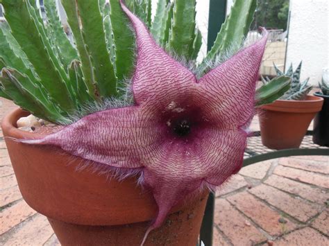 Stapelia Gigantea | Unique and Exotic Home Decor Plant