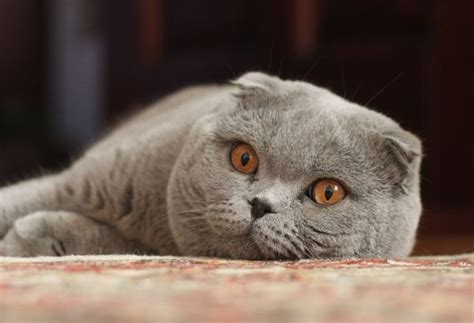 13 Quiet Cat Breeds That Don’t Meow a Lot (With Info & Pictures) - Catster