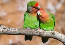 Two Lovebirds PNG Free Stock Photo - Public Domain Pictures