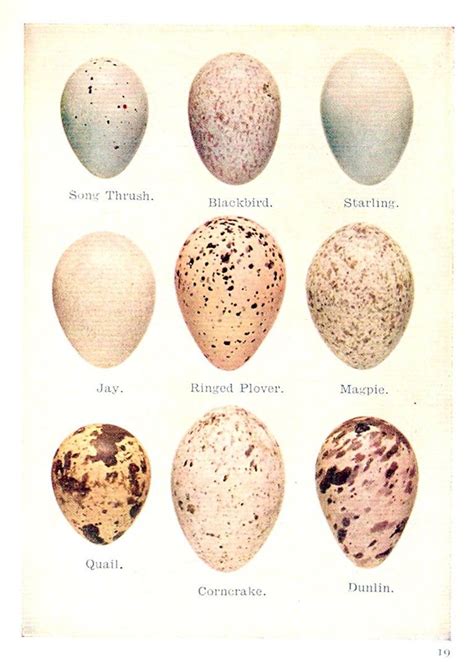 speckled egg printable | scanned this a few years back ~ Bird Nest ...