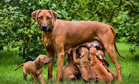 How Long Should Puppies Nurse At A Time