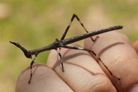 What To Feed Stick Insects?