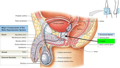 Prostate Gland - Prostate Gland Location and Function