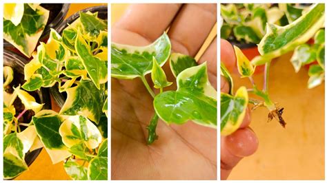 How To Propagate Ivy Houseplant