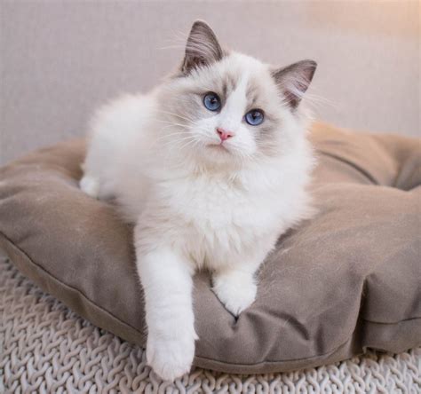 Rasa de pisici Ragdoll - E-vet