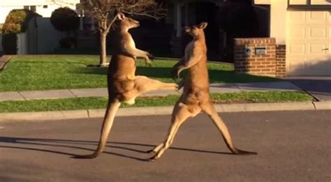 Two Male Kangaroos Have A Fist Fight On An Australian Suburban Street – Sick Chirpse