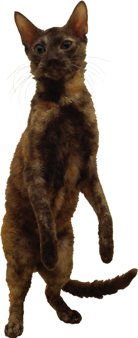 Cat PNG