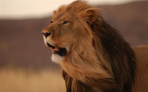 HD wallpaper: Magnificent Predator, brown lion illustration, jungle, wild, king | Wallpaper Flare