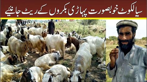 Beautiful Pahari Bakra for qurbani | pahari bakra price in eid ul adha ...