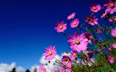 Pink Flowers Meadow #6970348 | Flowers nature, Flower images, Flower ...