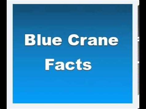 Blue Crane Facts - Facts About Blue Cranes - YouTube