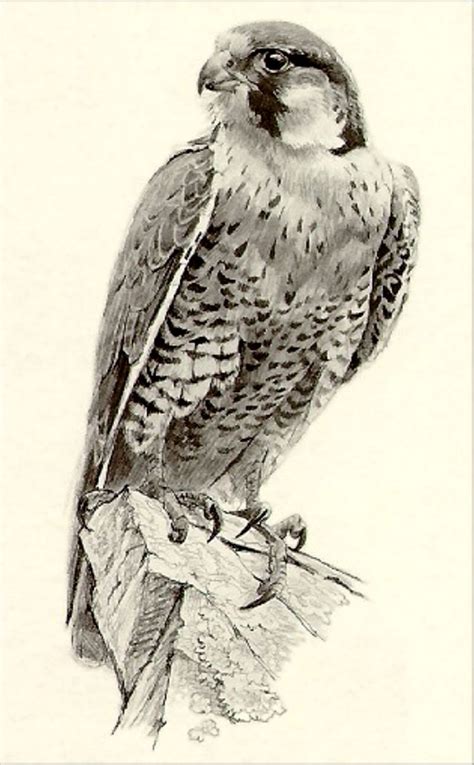 Falcon Sketch | Bird Art