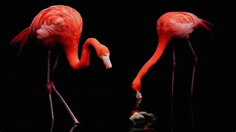 4K Flamingo Wallpaper - KoLPaPer - Awesome Free HD Wallpapers