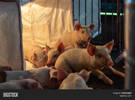 Young Pigs Hog Farms, Image & Photo (Free Trial) | Bigstock