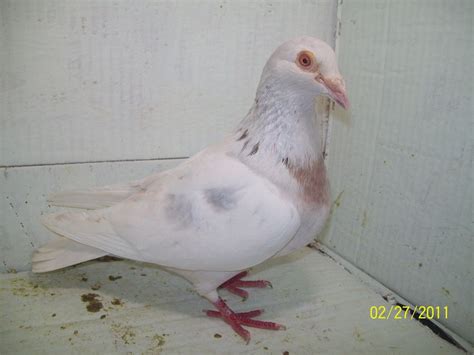 Rare Colored Racing Homing Pigeons - Rare racing pigeons,colored homing pigeons | Racing pigeons ...