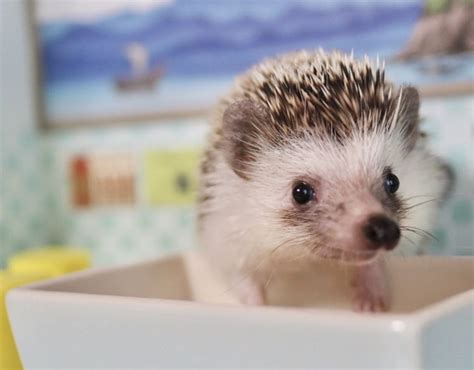 Hedgehog of the Day on Twitter: "Wednesday 11th January, 2023"