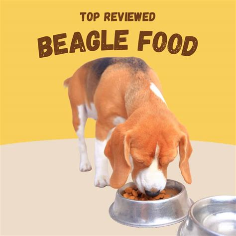 Best Dog Food For Beagles - Oodle Life