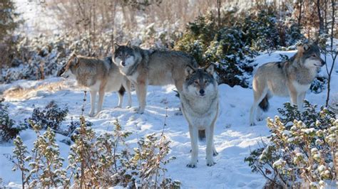 Wolf pack in the snow HD desktop wallpaper : Widescreen : High ...