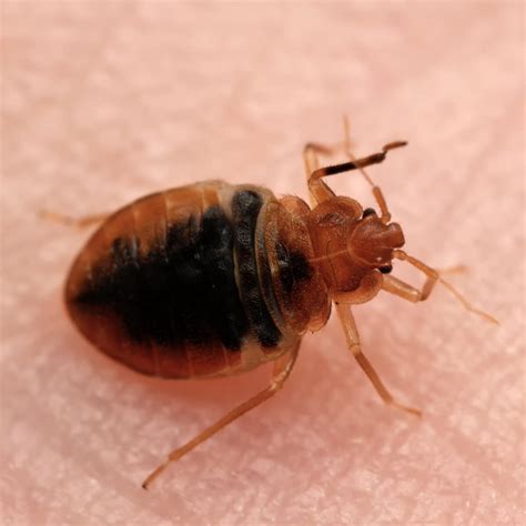 Bed Bugs' Life Cycle: Stages, Lifespan - Fantastic Pest Control