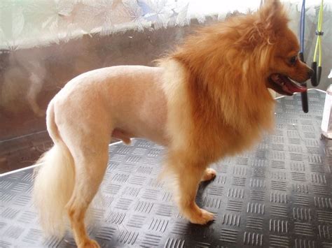 Pomeranian Lion Cut | grooming styles | Pinterest | Lion, Dog ... | Dog ...