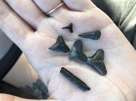 US Navy Base Mayport, FL—largest shark teeth I’ve found! Can anyone ...