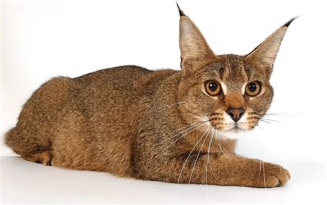 I didnt know Caracals and Domestic Cats could breed: Pics inside ...