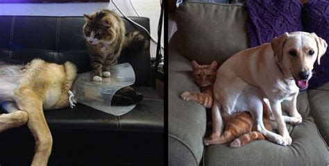 These photos of dogs sitting on cats (and cats getting their revenge) are priceless! | Dog ...