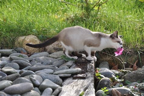 Japanese Bobtail Breed - Facts, Origin, History and Personality Traits