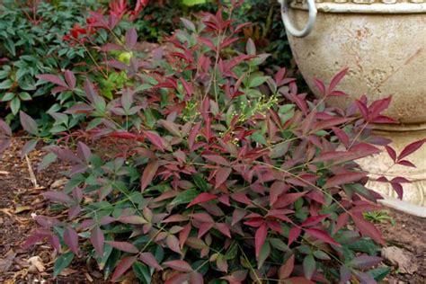 Flirt™ Nandina - Southern Living Plants