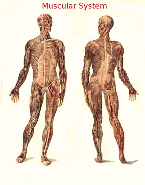 Human Anatomy/Gross Anatomy - Wikibooks, open books for an open world