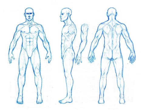 male anatomy orthographics by dathron on DeviantArt