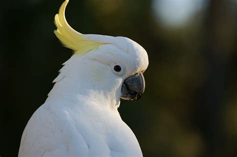 Cockatoo Sulphur Crested - Free photo on Pixabay