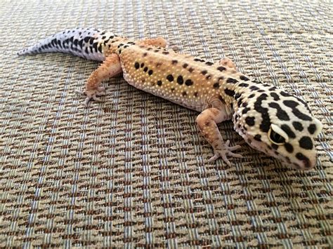 150+ Cute and Funny Names for Your Pet Lizard - PetHelpful