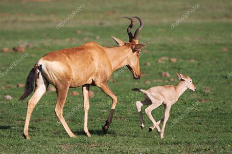 Baby Red Hartebeest Antelope — Stock Photo © fouroaks #2307895