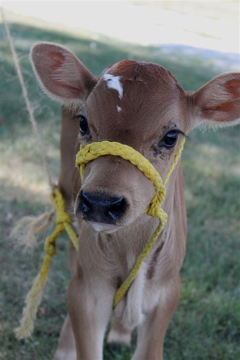 baby cow | Cute animals, Cute baby animals, Cute cows