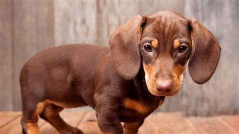 Las mejores razas de perros para personas que viven solas