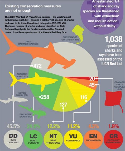 Indian Ocean Sharks at Risk From Deepwater Gillnets