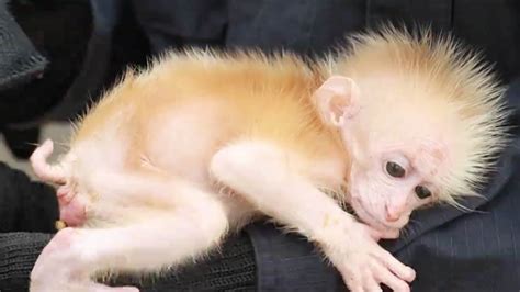 Baby northern pig-tailed macaque rescued in SW China - YouTube