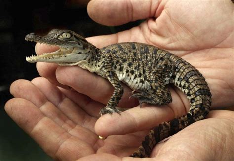 A baby Nile crocodile was born in the Ashgabat Zoo