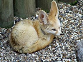 Fennec Fox - Environmental Adaptations