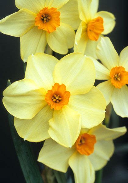 Old House Gardens Heirloom Bulbs Daffodil Bulbs, Bulb Flowers ...