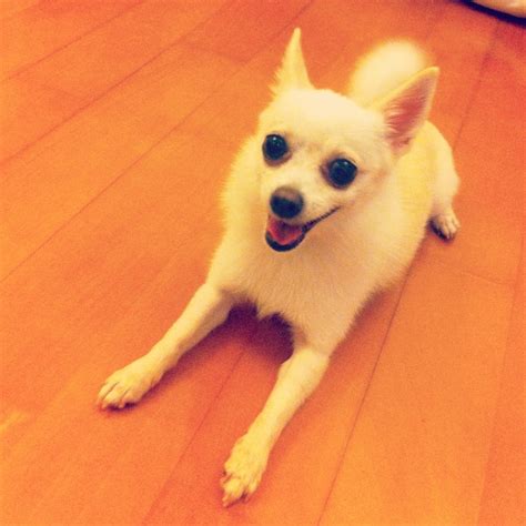 a small white dog laying on top of a wooden floor