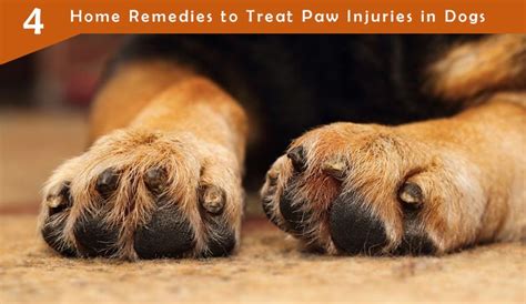 What To Put On Dogs Paws When Bleeding