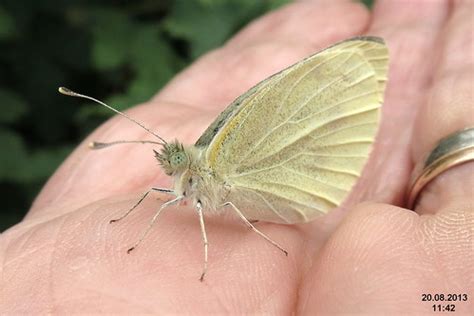 Small white (NH327) | UK1550 Pieris rapae - gwyn bach - bělá… | Flickr