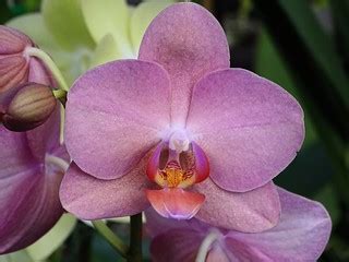 Orchid Alden Cornell Molokai Hawaii (5) | Alden Cornell | Flickr